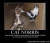 Cat-Norris-–-Demotivational-Posters.jpg