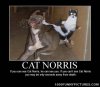 Cat-Norris-–-Demotivational-Posters.jpg Cat-Norris-–-Demotivational-Posters.jpg