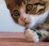 tumblr_n6x0v2n1iT1rjrvjyo1_400.gif tumblr_n6x0v2n1iT1rjrvjyo1_400.gif