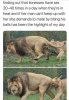 Lionesses are very demanding lovers..jpeg