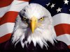 bald eagle.jpg bald eagle.jpg