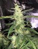grow1.jpg