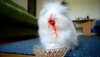 bunnyBerry.jpg bunnyBerry.jpg
