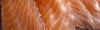 whatchamacallit_lox_smokedsalmon-1920x560.jpg