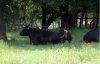 boar mounting a cow.jpg
