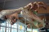 Gollum_at_Wellington_Airport.jpg