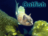 catfish-qkkhailey.gif catfish-qkkhailey.gif