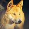 Dingo
