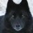 Black Wolf